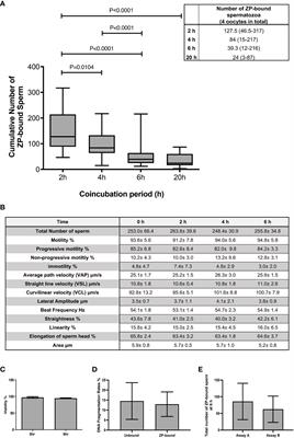 The role of spermatozoa-zona pellucida interaction in selecting fertilization-competent spermatozoa in humans